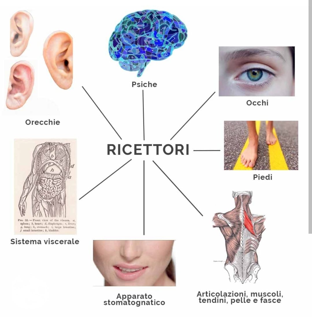 Recettori posturali - Neurofisiologia dell'equilibrio